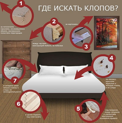 Клопы в квартире